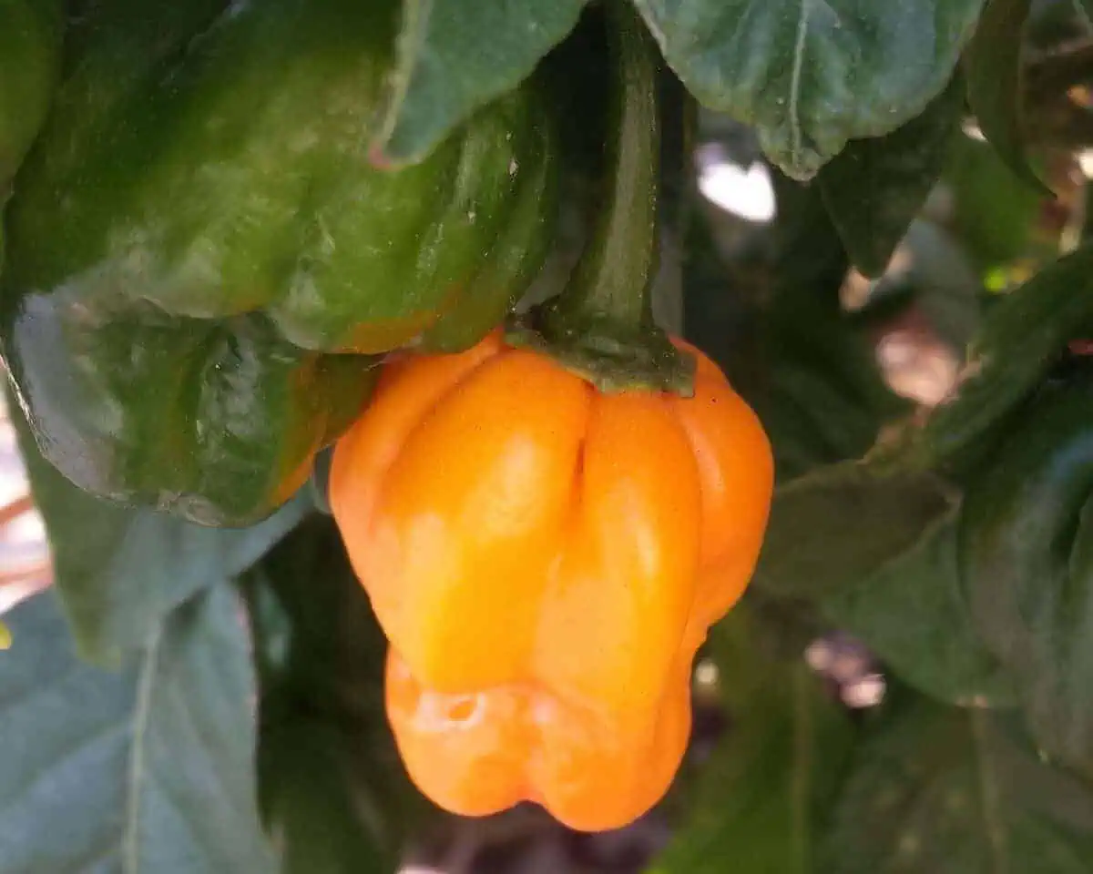 types of pepper plants