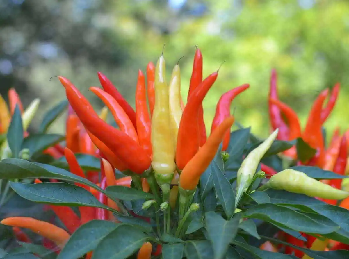 types of pepper plants