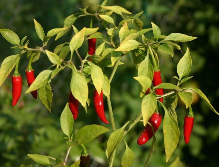 15 Types of Pepper Plants to Grow in Your Garden Hort Zone