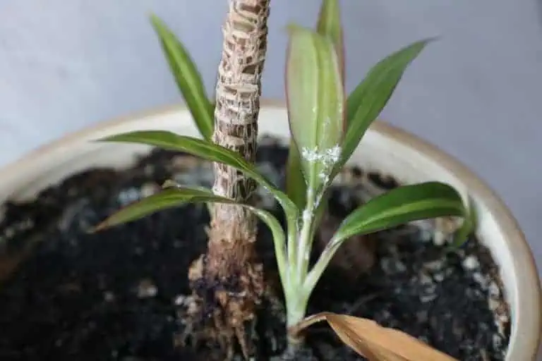 White bugs on plants - Featured image