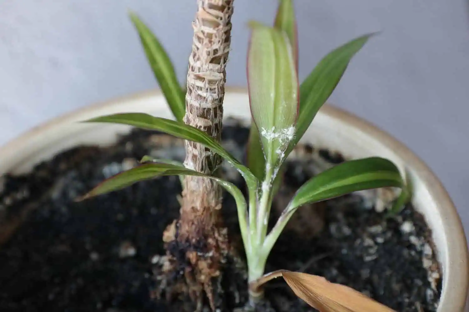 White bugs on plants - Featured image