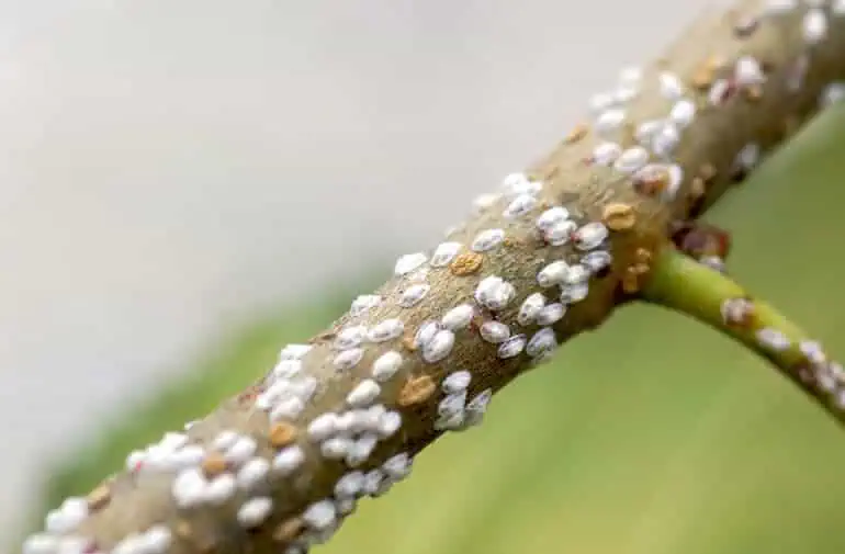 White bugs on plants - insect scales