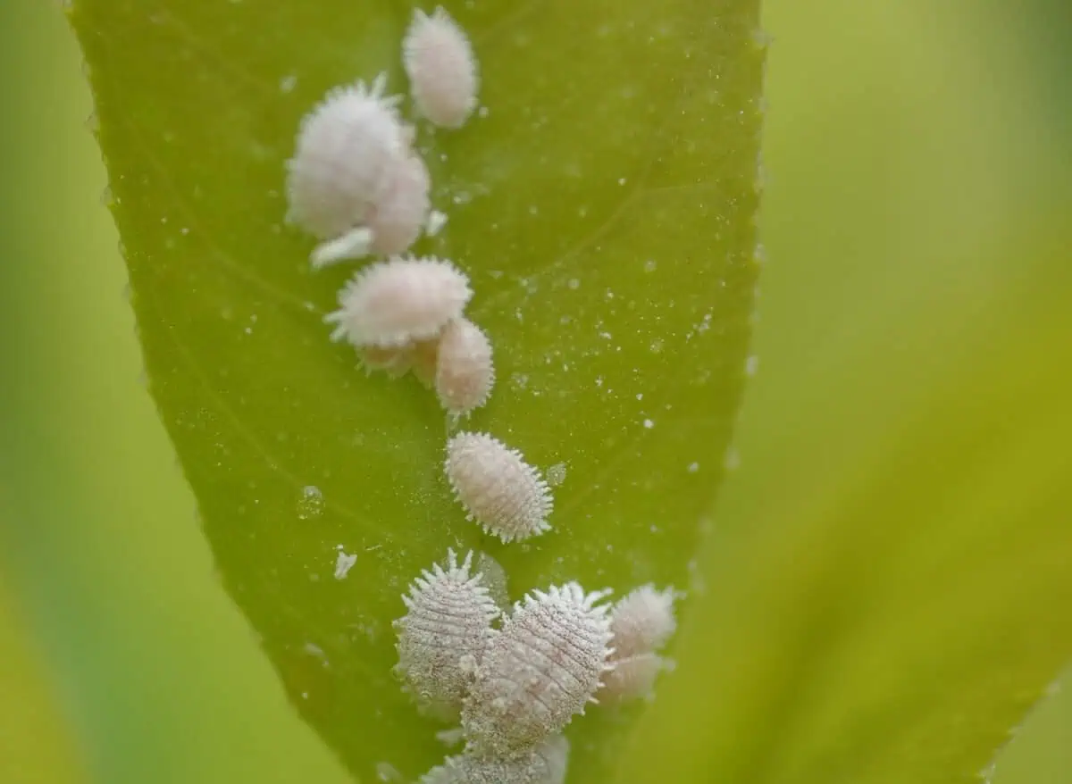 White bugs on plants - mealybugs White bugs on plants - mealybugs