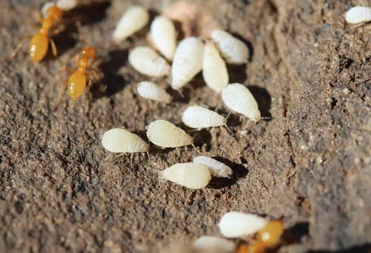 White bugs on plants - root aphids