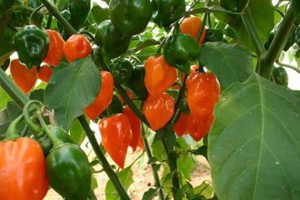types of pepper plants - habanero pepper