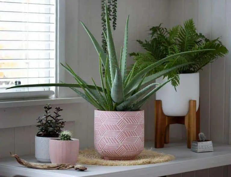 9 Common Aloe Vera Plant Care Problems