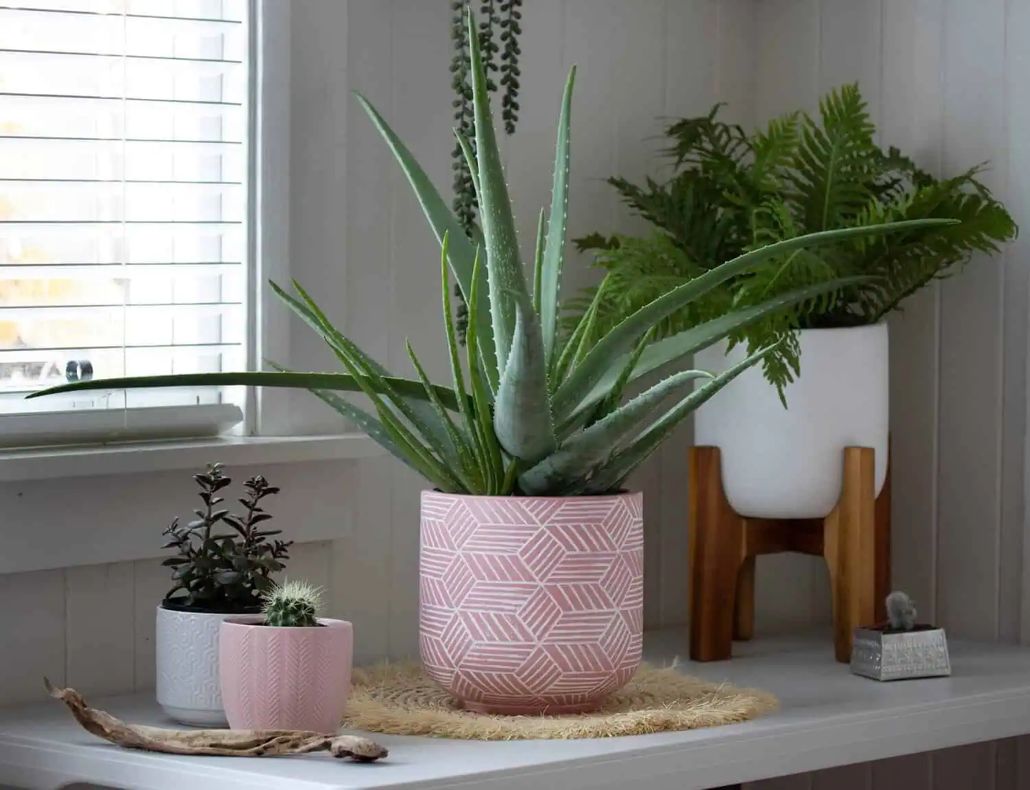 9 Common Aloe Vera Plant Care Problems