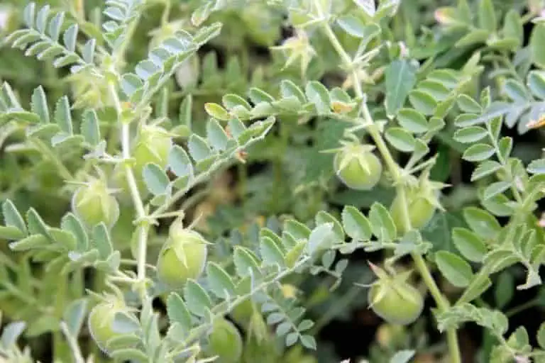 How to Grow Lentils in 3 Simple Stages