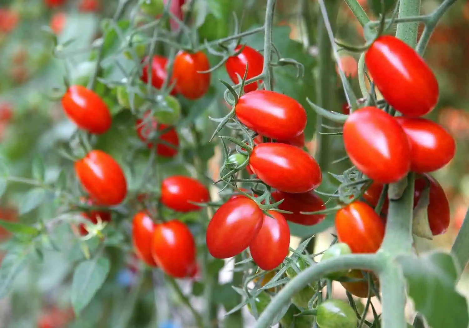 How to Grow Roma Tomatoes Anywhere at Home