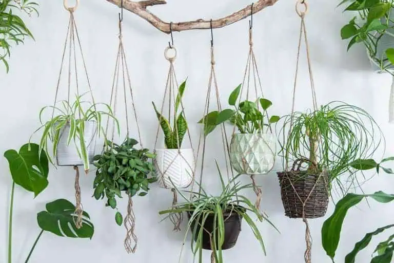 9 Tactics to Get Rid of Spider Mites on Houseplants Effectively