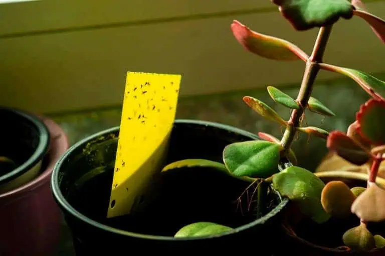 Black Winged Bugs Flying Around Your Houseplants? Take These Steps