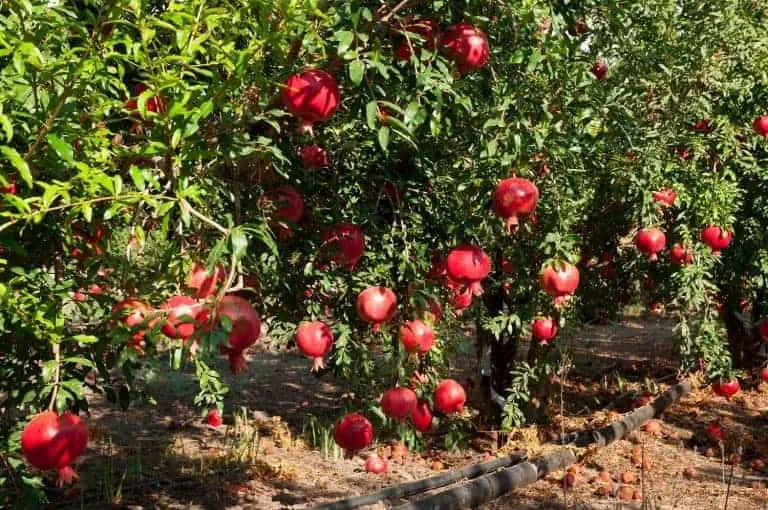 11 Tips on How to Grow Pomegranate Fruit Trees