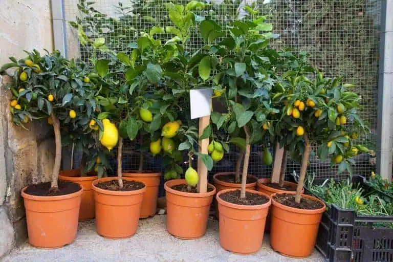 5 Step Process on How to Grow a Lemon Tree from Seed in Containers
