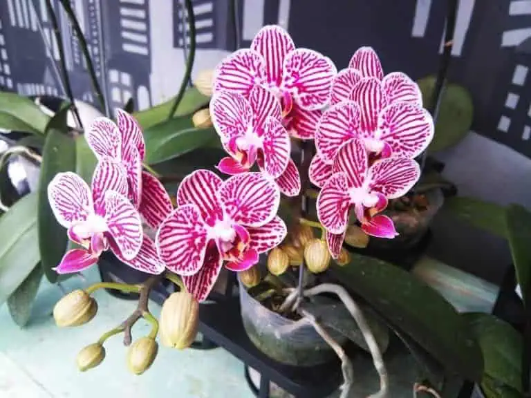 Well then, I got you! Stay on the page and let me tell you the art of how to take care of orchids aka "the beauty of the tropics".
