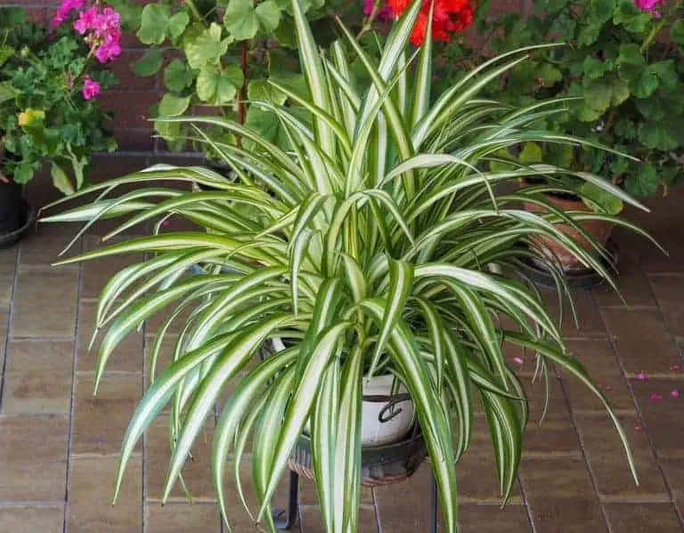 If you want to enrich your home garden with so many plants in number, propagating spider plants is one of the most suitable options for you.