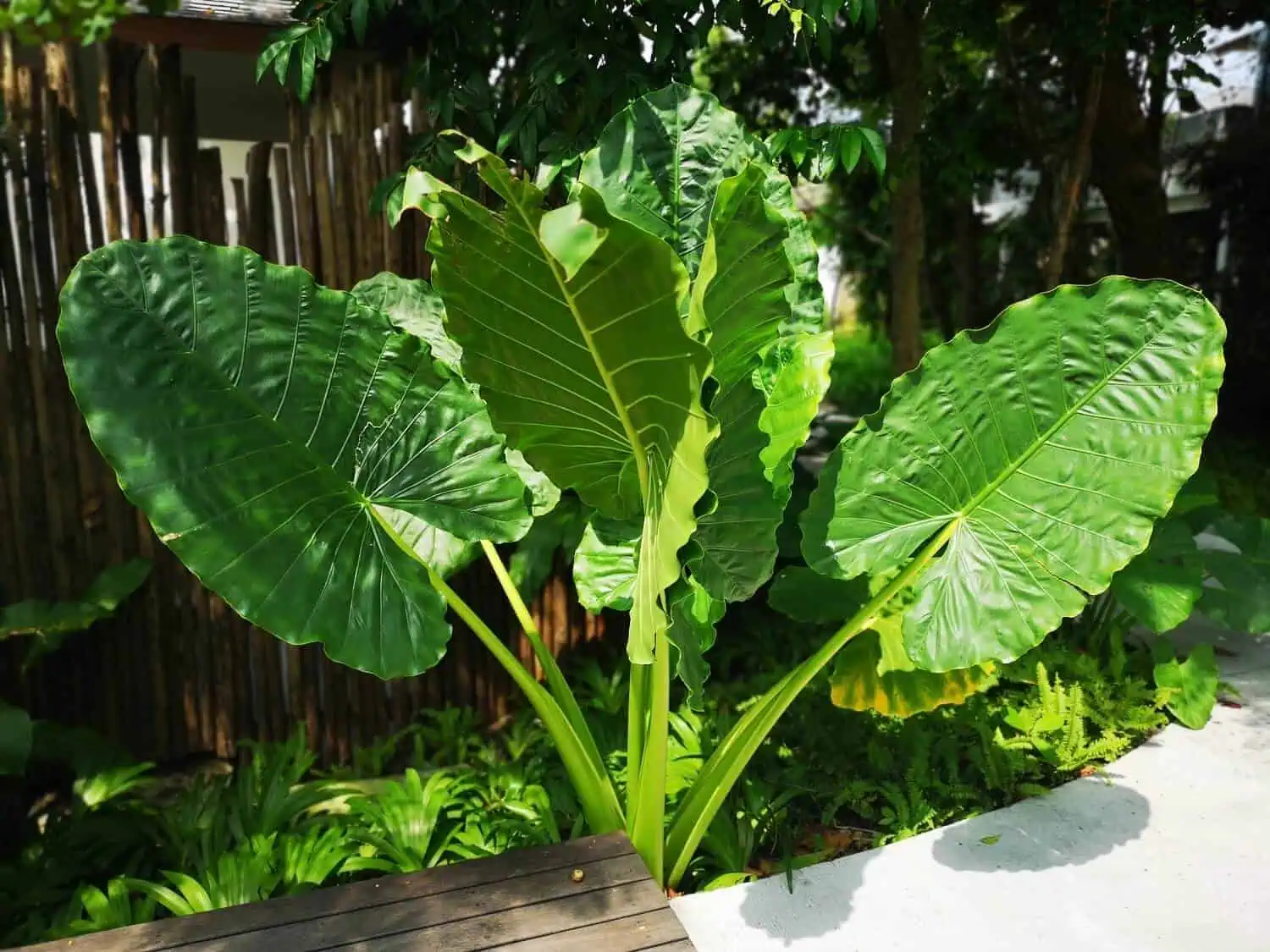 How to Plant Elephant Ears Bulbs in Your Garden