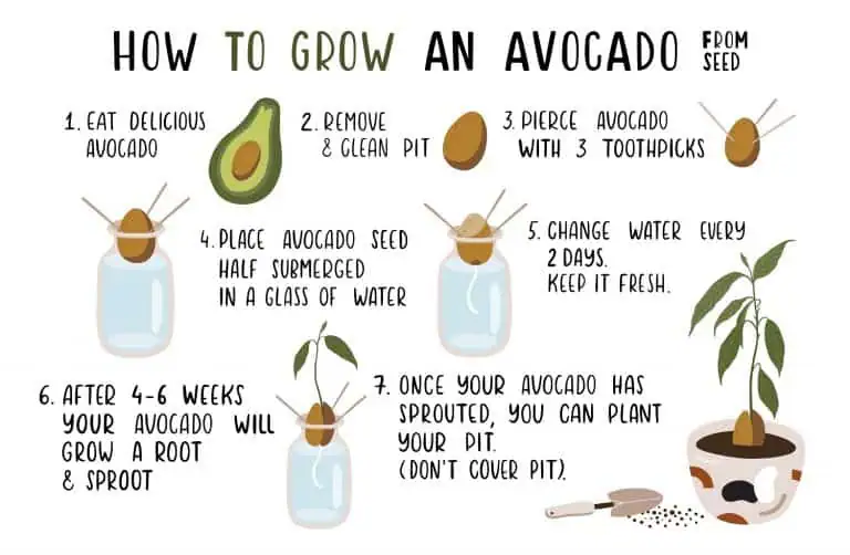 7 Easy Steps on How to Grow Avocado from Seed