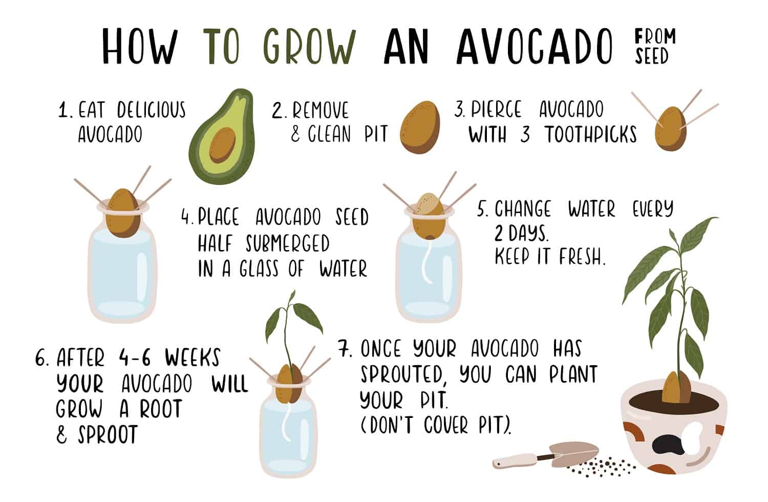 7 Easy Steps on How to Grow Avocado from Seed
