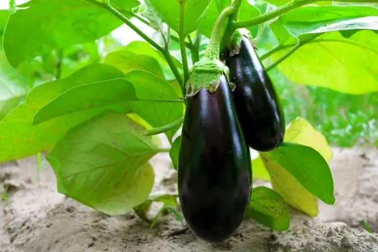 How to Grow Eggplant from Seeds to Harvesting