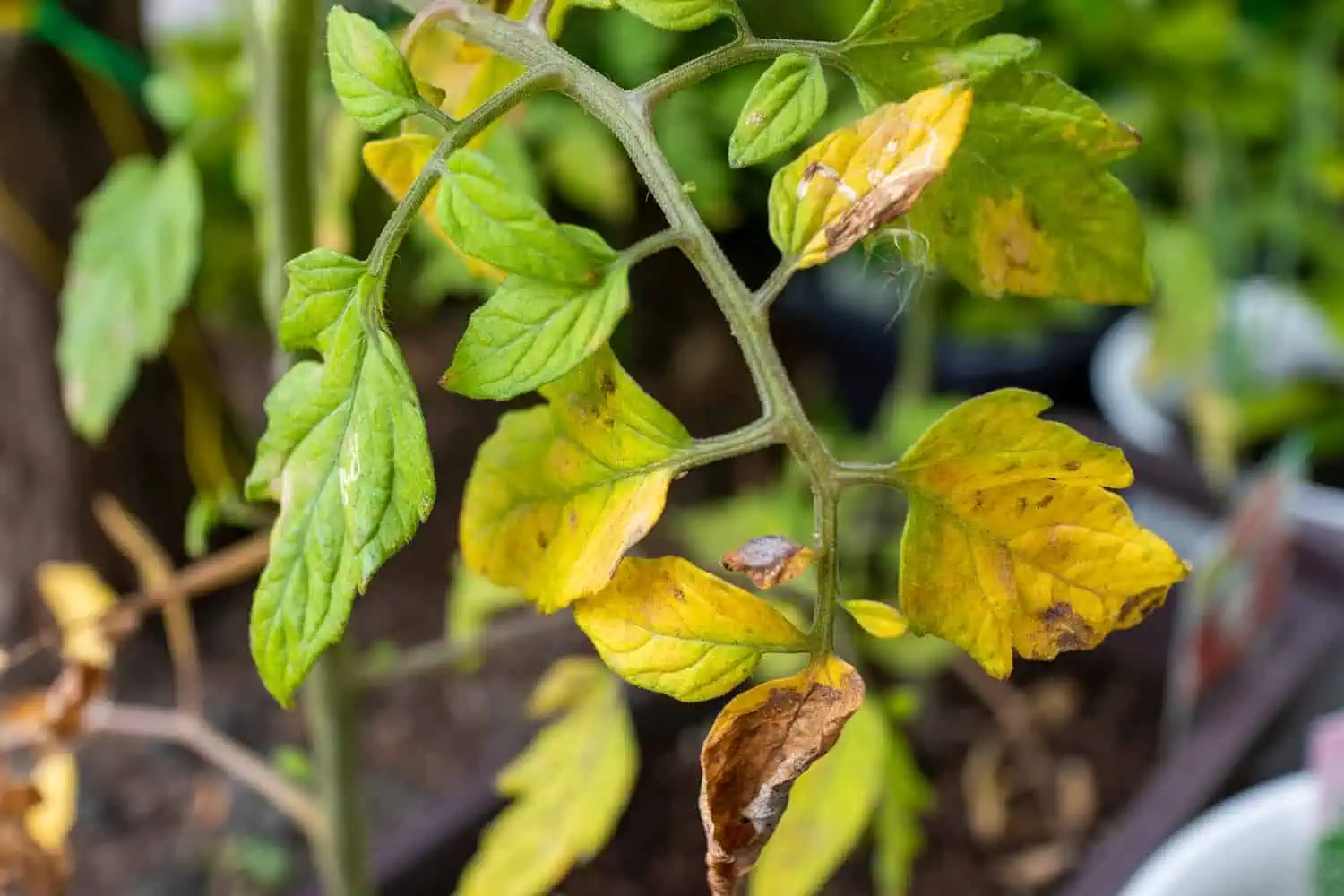 Tomato Leaves Yellowing? These Are the Reasons Why