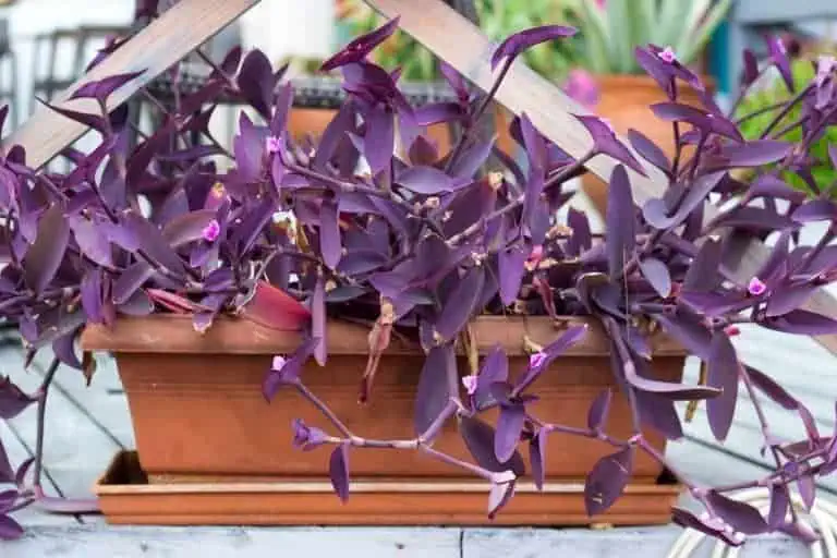 9 Essential Tips for Wandering Jew Plant Care