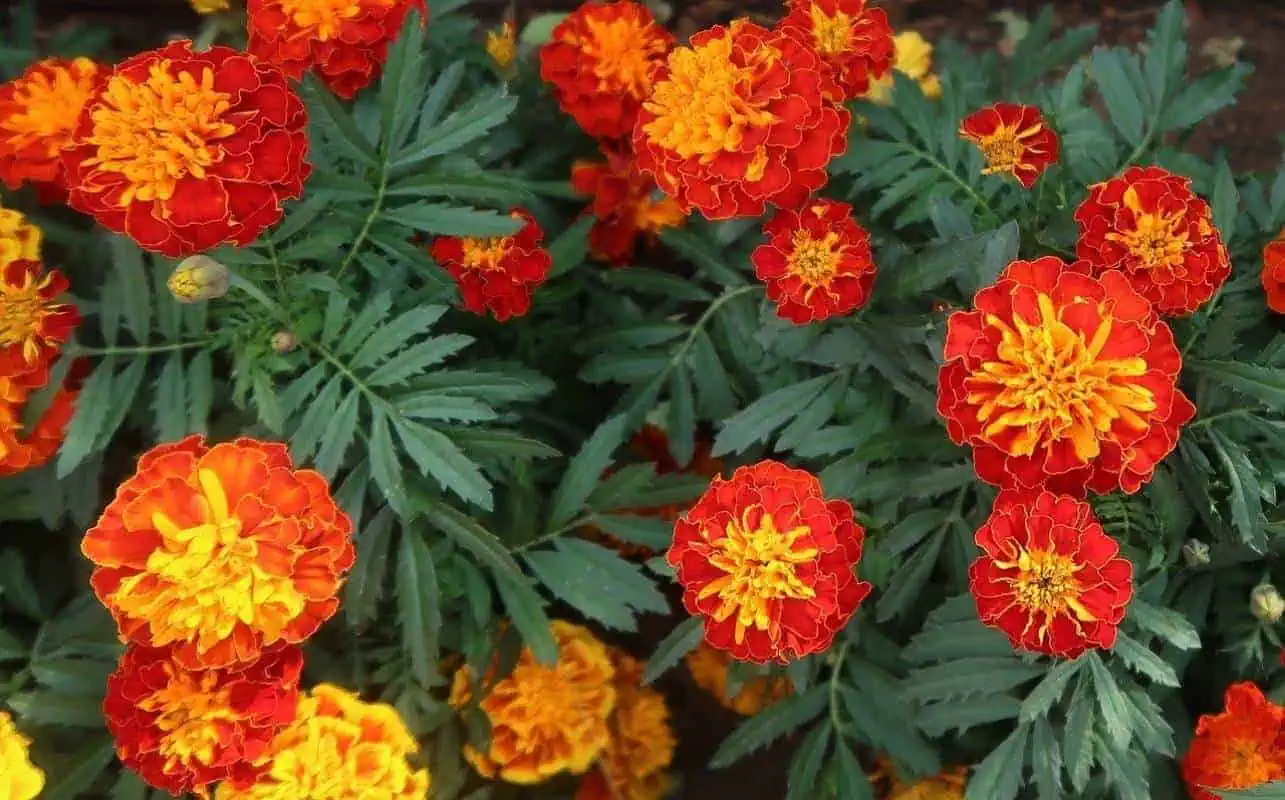 Companion planting with basil - Marigolds