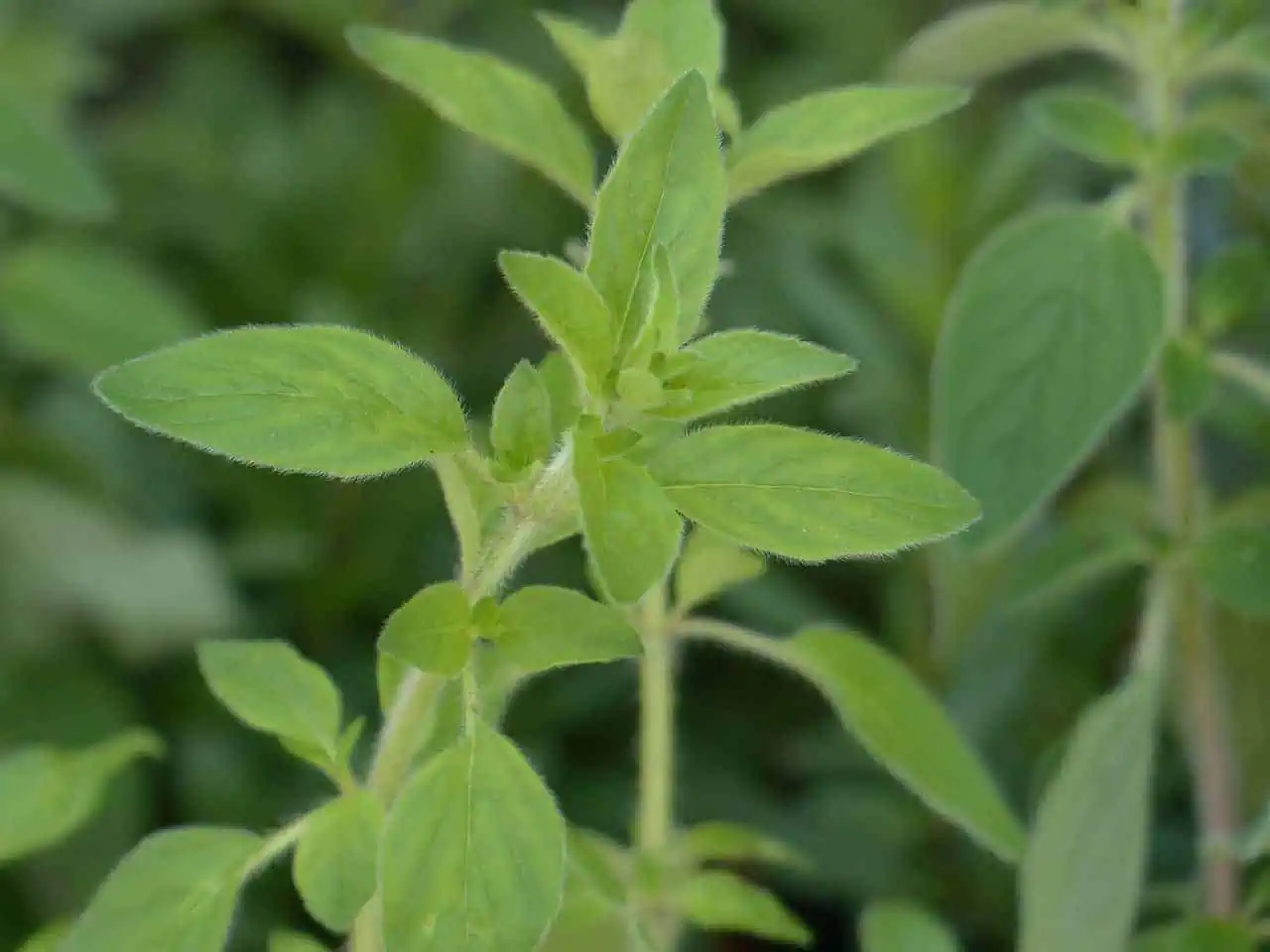 Companion planting with basil - Oregano