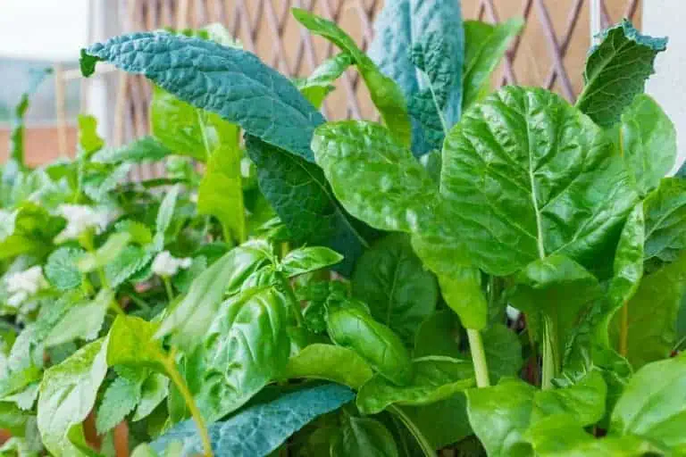 Companion planting with basil - basil companion plants