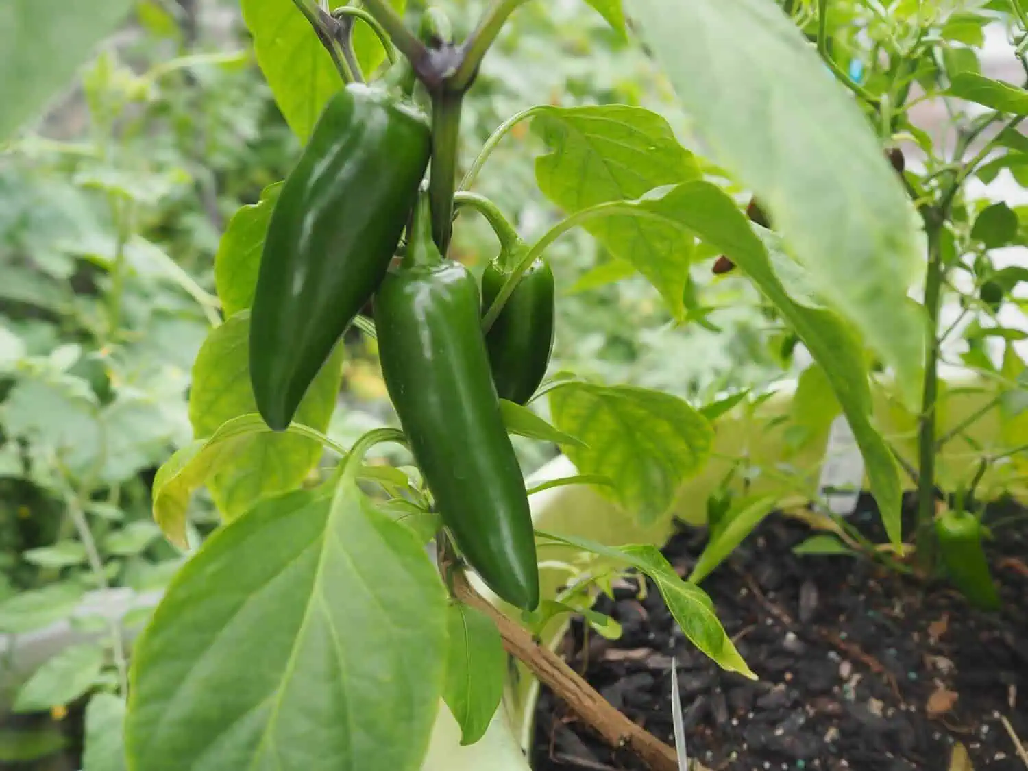 Companion planting with basil - pepper