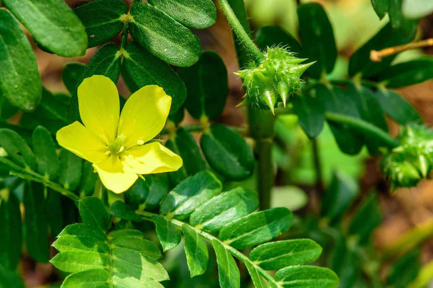 Tribulus Terrestris Plant At Ester Gordan Blog Tribulus Terrestris Plant At Ester Gordan Blog