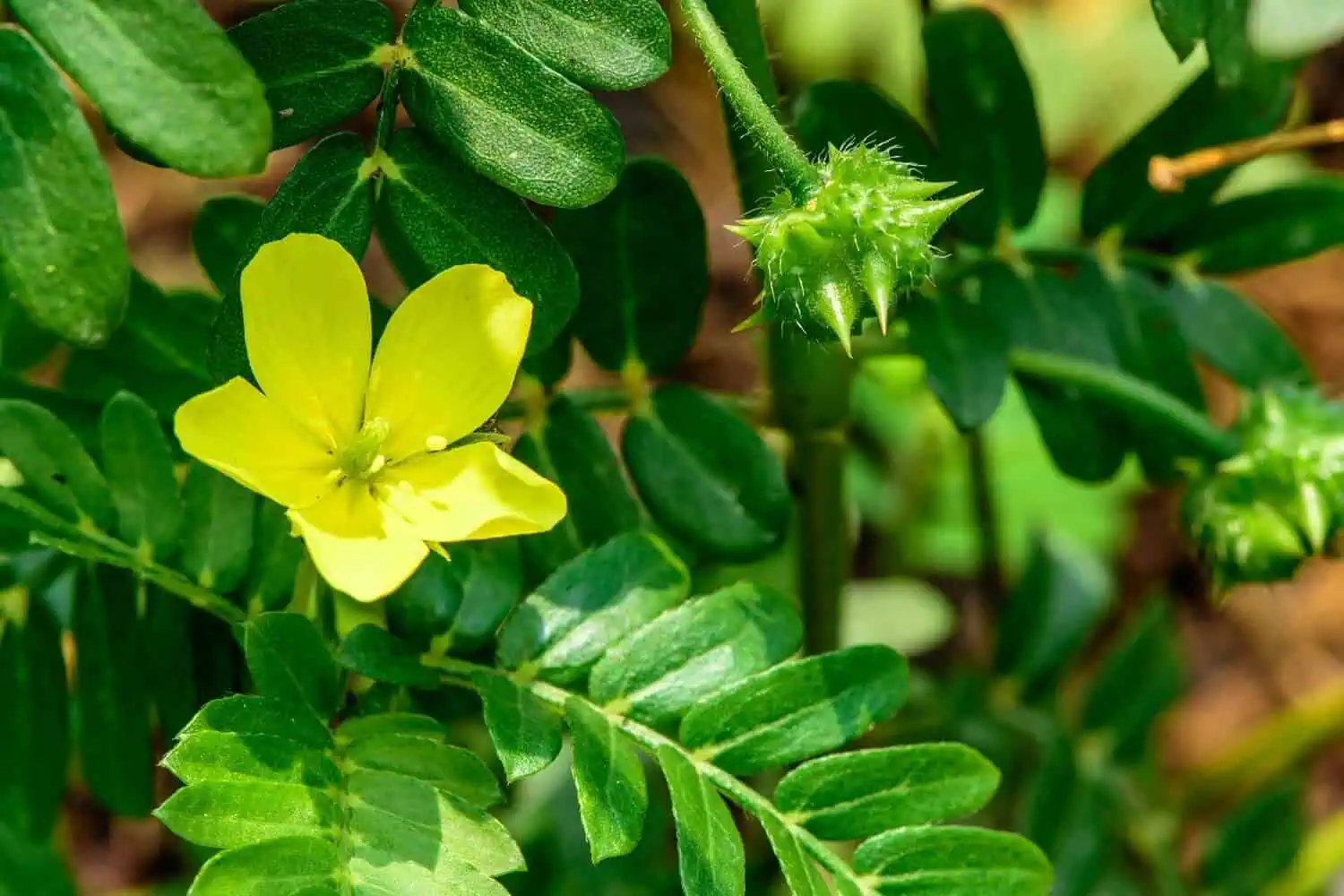 Goat head weed - flower , leaves and burr