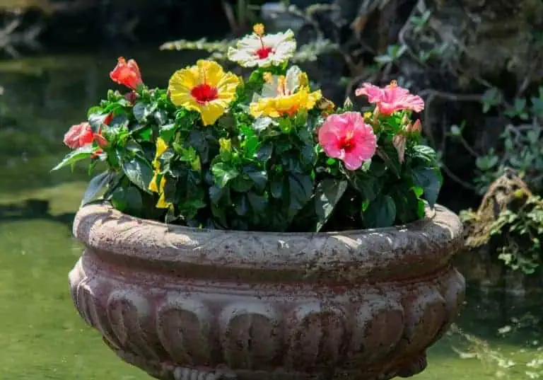 Hibiscus not blooming - beautiful hibiscus flowers in a container