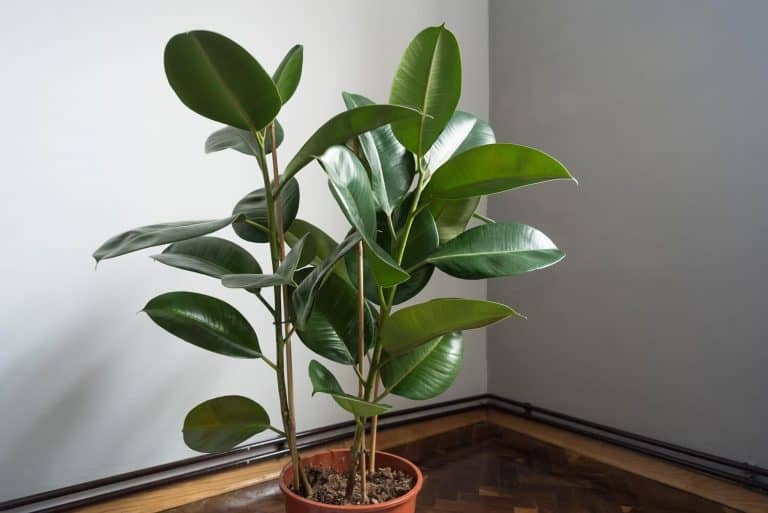 Rubber Plant Leaves Curling? Here Are Causes and Fixes