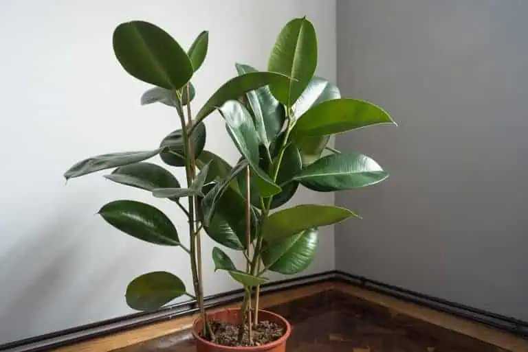 Rubber Plant Leaves Curling? Here Are Causes and Fixes