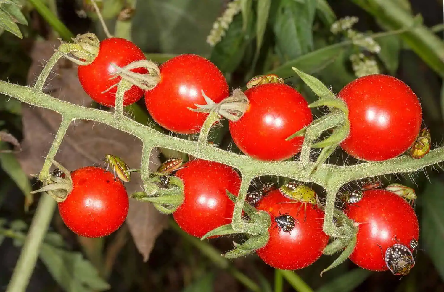Common Tomato bugs - Flea beetles on tomato fruits