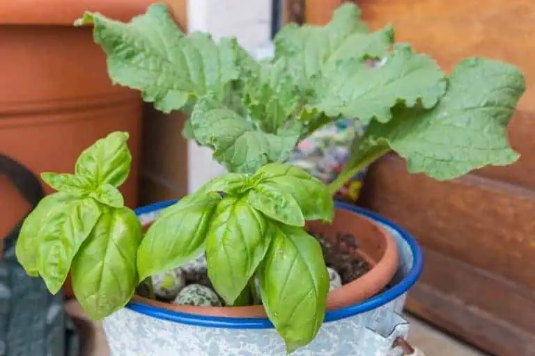 Best Herbs to Plant Together in the Same Container - borage and basil in one container