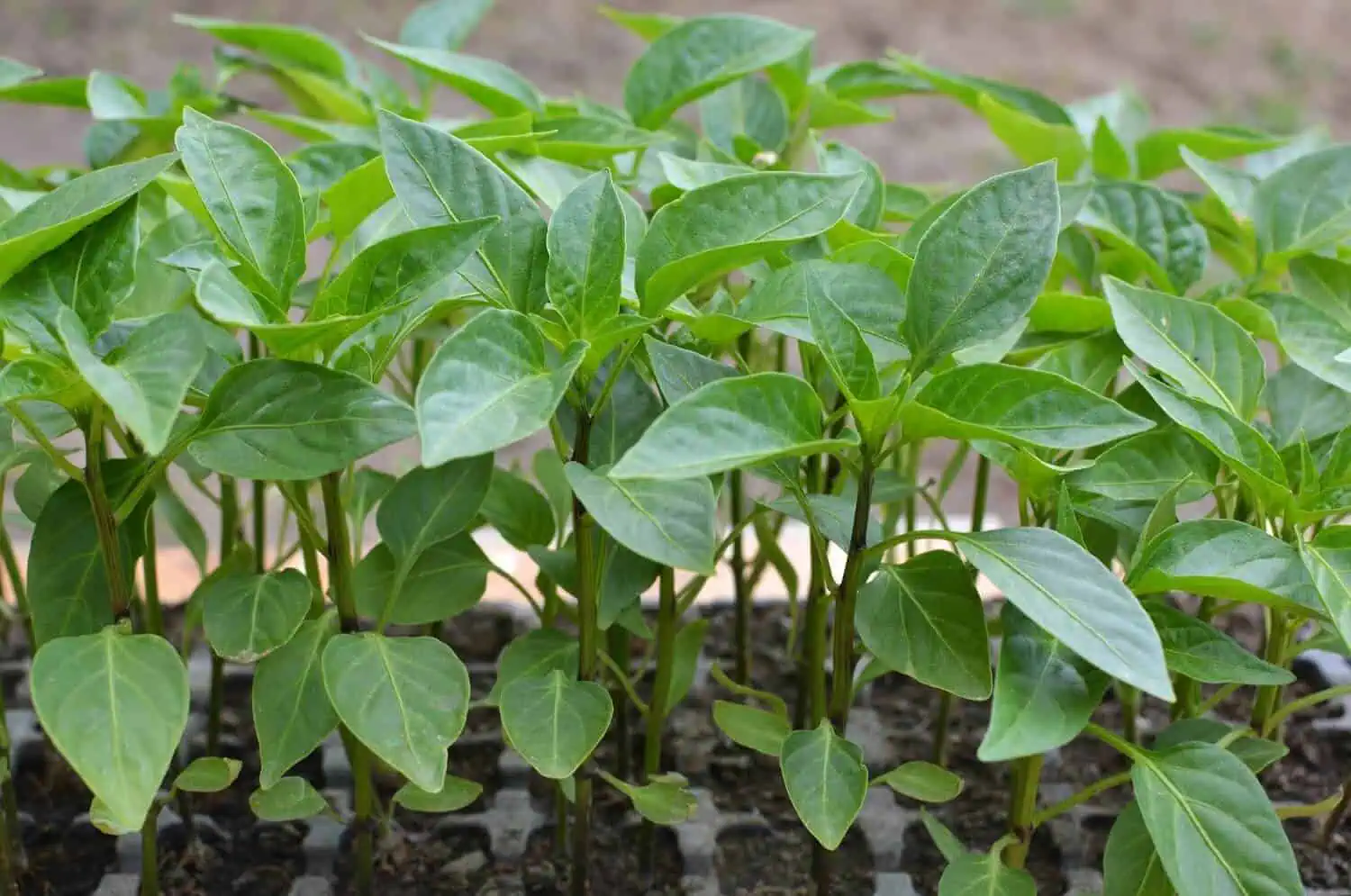 9 Simple Steps on How to Grow Peppers from Seed