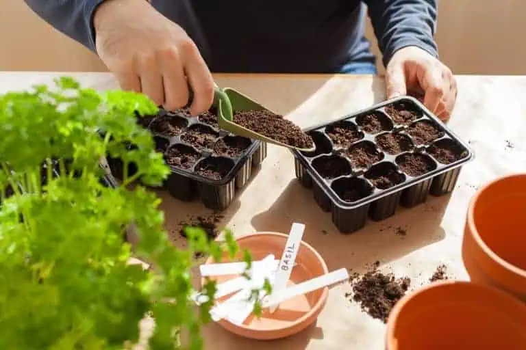 How to Sow Seeds Indoors – Step by Step