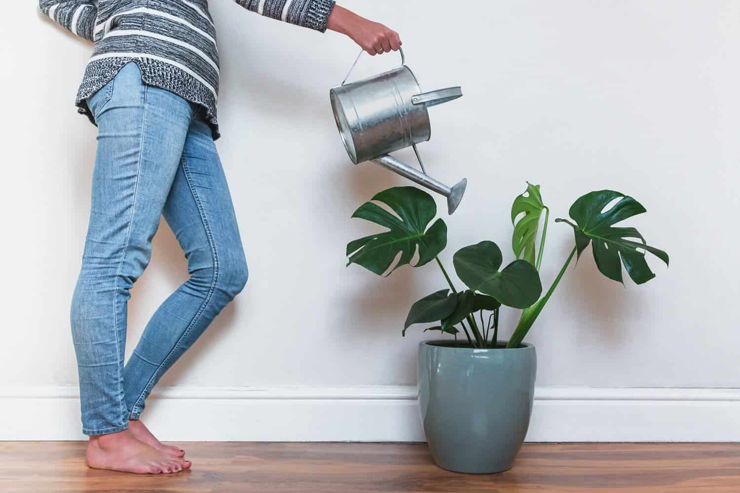 7 Easy Steps for Watering Monstera Plants in Pots