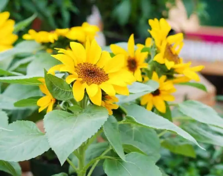 How to Grow Sunflowers from Seeds and Cuttings in pots
