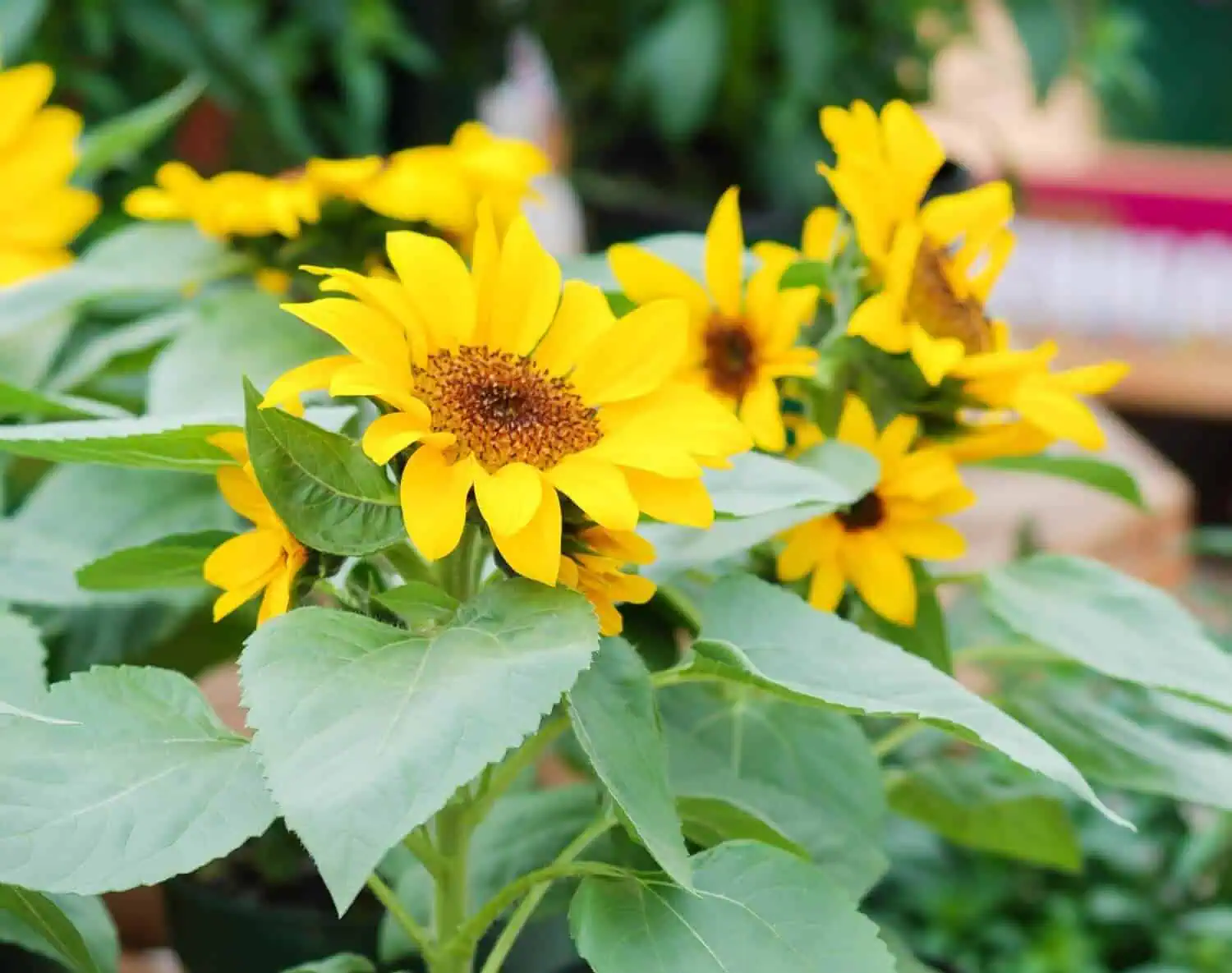 How to Grow Sunflowers from Seeds and Cuttings in pots