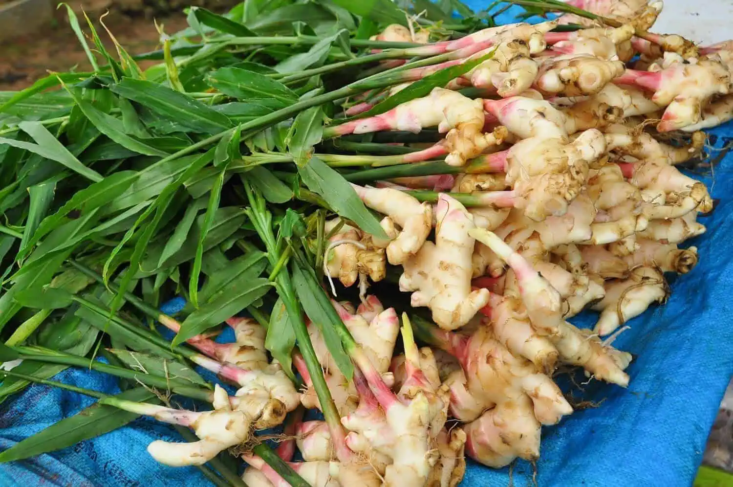 The Ultimate Guide to Growing Ginger in Your Garden