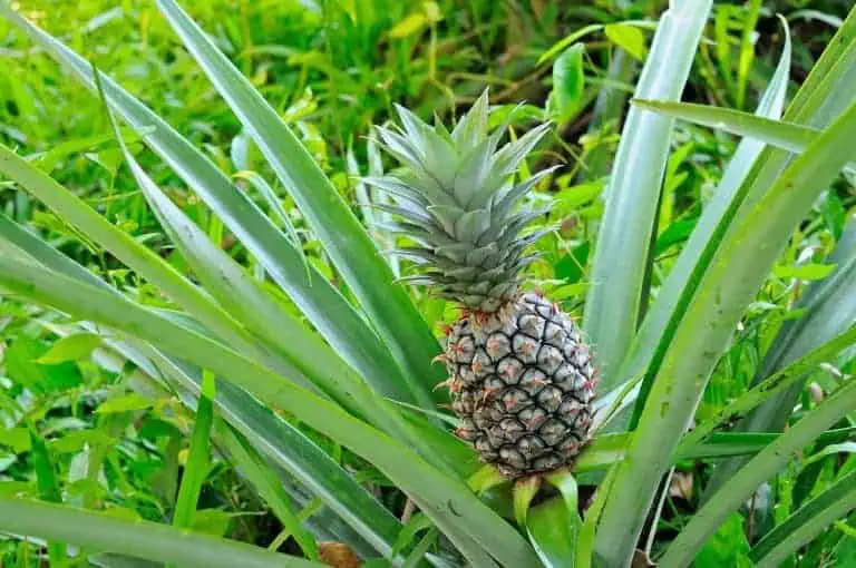 How to Plant Pineapples at Home for Personal Use