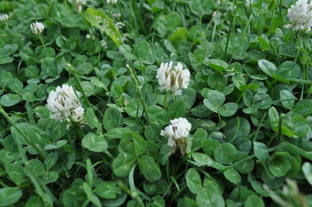 clover weed