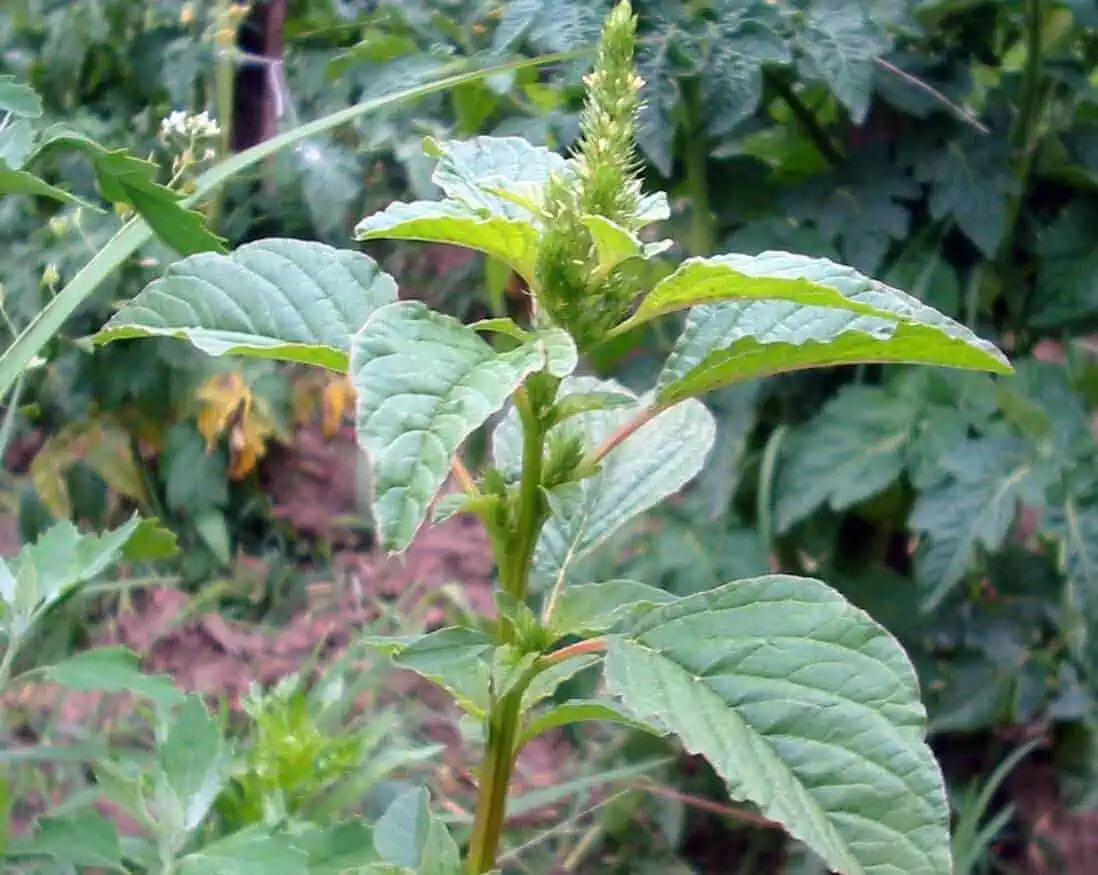 Name of Weeds - Amaranthus Pigweed