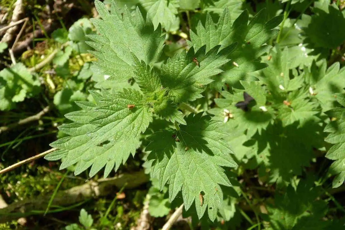 stinging nettle