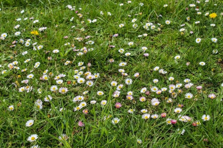 Name of Weeds - several daisies in a lawn Featured