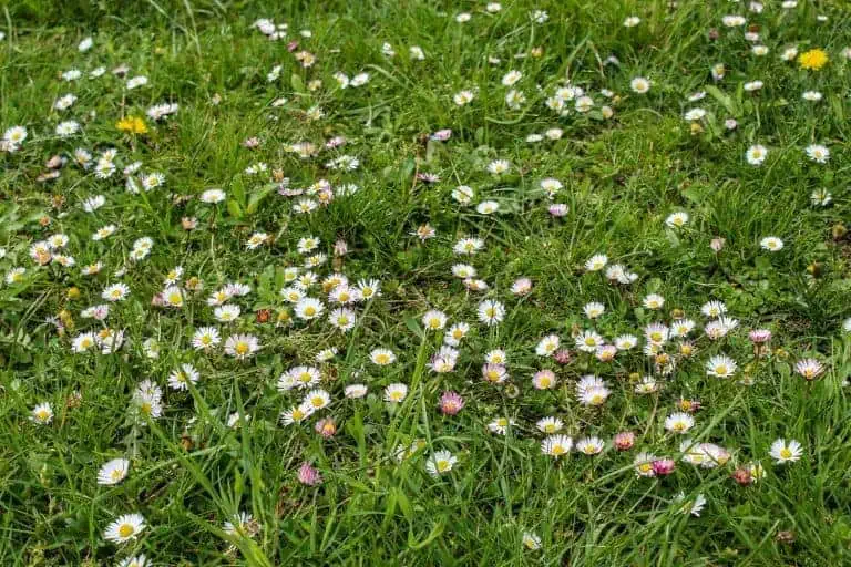 Name of Weeds - several daisies in a lawn Featured