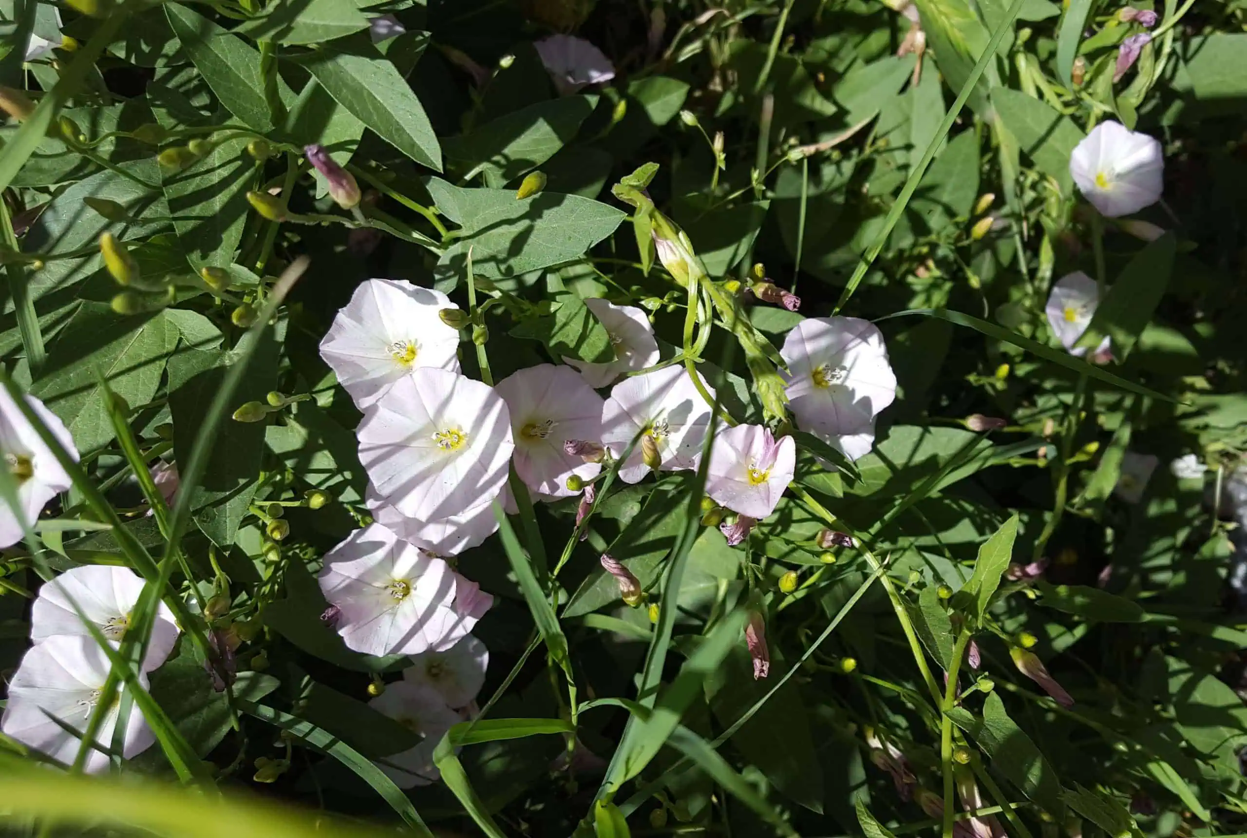 field bindweed