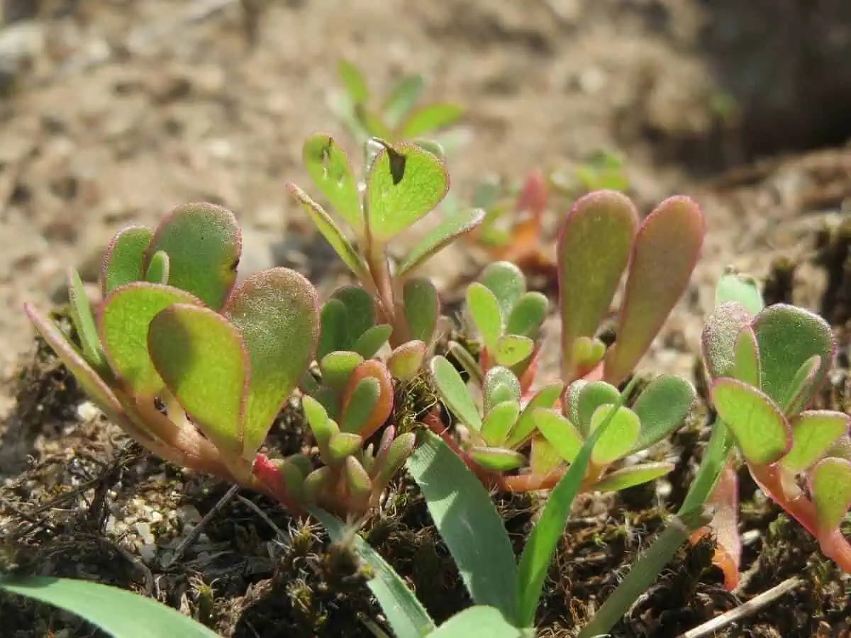 common purslane